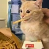 Catss :: 26