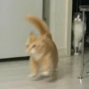 Catss :: 27