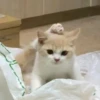 kitty 22