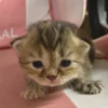 kitty 23
