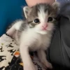 ૮꒰ྀི◞⸝⸝⸝◟꒱ྀིაㅤ ೀ кит1к 28