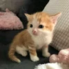 Catss :: 28
