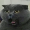 Funny Animals 3 29