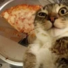 Catss :: 29