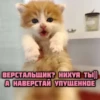 котRта и мYдрые мысли 2 27