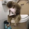 🤎🐵Monitos randoms🐵🤎 15