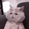 My favourite kittens ;: by 25