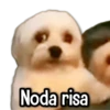 Noda risa
