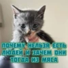 котRта и мYдрые мысли 2 28
