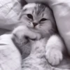 My favourite kittens ;: by 26