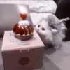 My favourite kittens ;: by 27