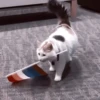 My favourite kittens ;: by 28