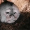 Funny little monkeys 🤣 15