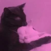 Kittykittykitty :: 3