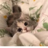 Kittykittykitty :: 4