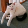 Funny Animals 2 5