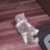 さ kittens :: 5