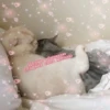 LoveAlkashky 8