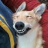 Funny Animals 7