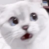 さ kittens :: 7