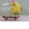 LoveAlkashky 9
