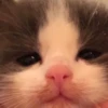 Kittykittykitty :: 7