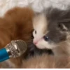 Kittykittykitty :: 8