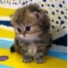 Kittykittykitty :: 9