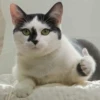 Funny Animals 2 9
