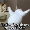 Mix de Animalitos! 🐶 7