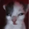 さ kittens :: 9