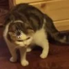 Funny Animals 2 10