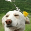 Funny Animals 9