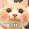 KXtKShy_by_achestickbot 12
