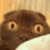 Funny Animals 11
