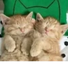 Kittykittykitty :: 10