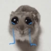 ANIMALITOS 🌟🥹 6