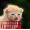 Kittykittykitty :: 11