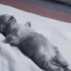 さ kittens :: 10