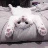 さ kittens :: 11