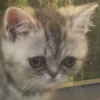 Funny Animals 15