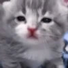 さ kittens :: 12