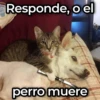 Mix de Animalitos! 🐶 9