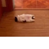 Kittykittykitty :: 14
