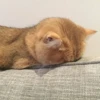 Funny Animals 2 14