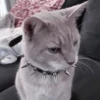 さ kittens :: 13