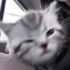 さ kittens :: 14