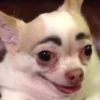 Funny Animals 2 15