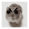 ANIMALITOS 🌟🥹 9