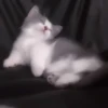 さ kittens :: 16